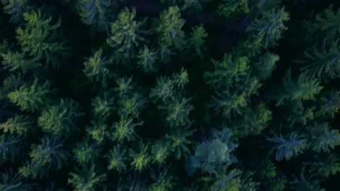 Free Video Stock top view of the tip of the pines in the Live Wallpaper - Free Live Wallpaper