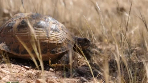 Free Video Stock tortoise walking through grass Live Wallpaper - Free Live Wallpaper