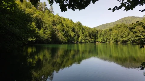 Free Video Stock tour a lake in the middle of a pine forest Live Wallpaper - Free Live Wallpaper