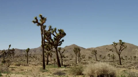 Free Video Stock tour in the desert Live Wallpaper - Free Live Wallpaper