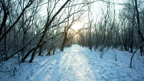 Free Video Stock tour trough the snow of a winter forest Live Wallpaper - Free Live Wallpaper