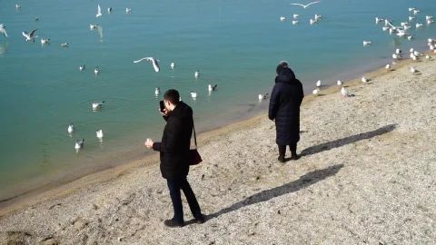 Free Video Stock tourists taking photos of seagulls Live Wallpaper - Free Live Wallpaper