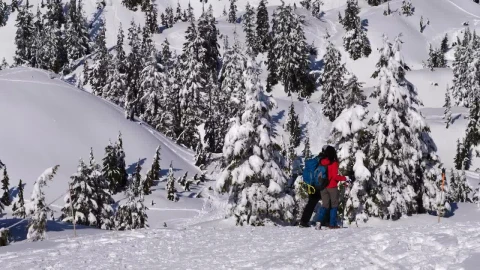 Free Video Stock tourists walking on the snow among pine trees Live Wallpaper - Free Live Wallpaper