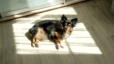 Free Video Stock toy terrier taking a sunbath in the floor Live Wallpaper - Free Live Wallpaper