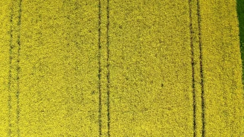 Free Video Stock tractor lanes in a field Live Wallpaper - Free Live Wallpaper