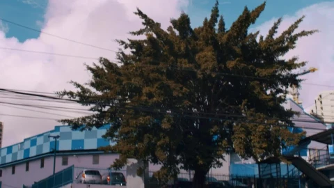Free Video Stock traffic of a street Live Wallpaper - Free Live Wallpaper