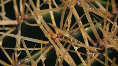 Free Stock Video Wet Cactus Macro Close Up Live Wallpaper - Free Live Wallpaper