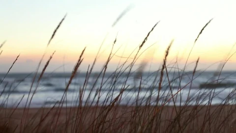 Free Stock Video Waves Reaching The Beach Behind Plants Live Wallpaper - Free Live Wallpaper