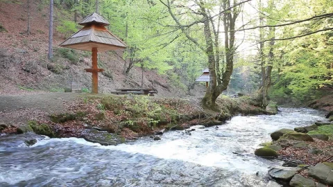 Free Stock Video Waterflow In A Forest Live Wallpaper - Free Live Wallpaper