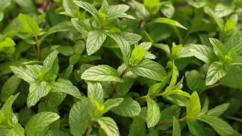 Free Stock Video Watering Mint Plants Live Wallpaper - Free Live Wallpaper