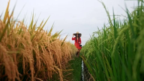 Free Stock Video Wanderlust Walking Through An Agriculture Field Live Wallpaper - Free Live Wallpaper