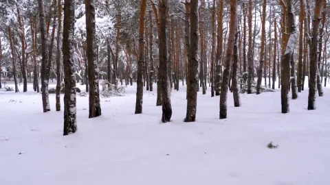 Free Stock Video Walking Through A Snowy Forest Live Wallpaper - Free Live Wallpaper