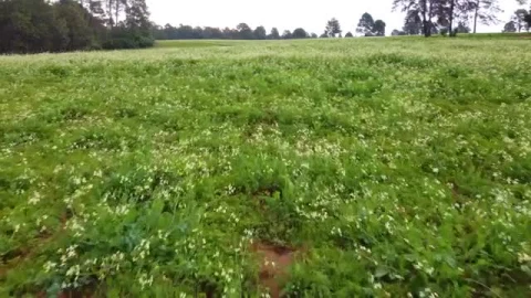 Free Stock Video Walking Through A Mountain Range Surrounded By A Large Forest Smalllive Wallpaper - Free Live Wallpaper