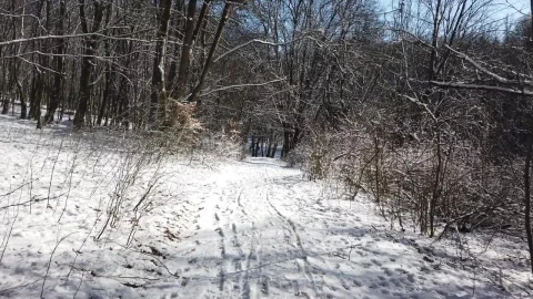 Free Stock Video Walking Through A Snow Dusted Forest Live Wallpaper - Free Live Wallpaper