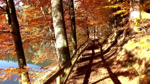 Free Stock Video Walking Through A Forest Path Near The Lake Live Wallpaper - Free Live Wallpaper