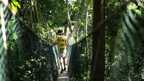 Free Stock Video Walking On A Suspension Bridge In The Jungle Live Wallpaper - Free Live Wallpaper
