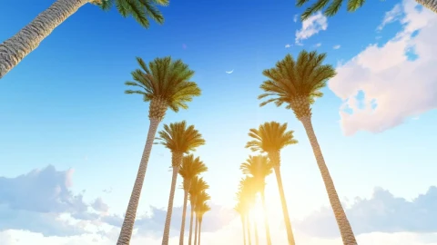 Free Stock Video Walking Down A Hallway Of Tall Palm Trees Live Wallpaper - Free Live Wallpaper