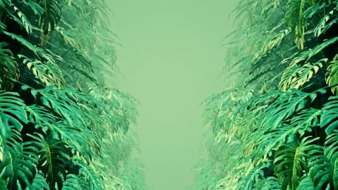 Free Stock Video Walking Among Leaves Of Swiss Cheese Plants Live Wallpaper - Free Live Wallpaper