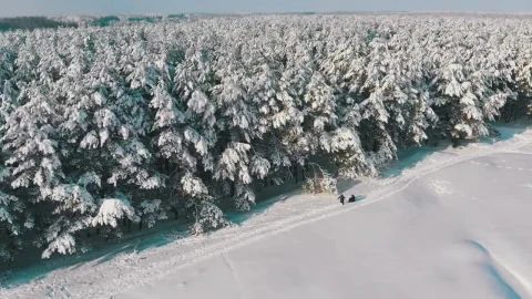 Free Stock Video Walking Along A Winter Pine Forest On A Sunny Day Live Wallpaper - Free Live Wallpaper