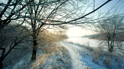 Free Stock Video Walking A Path In A Frozen Forest Live Wallpaper - Free Live Wallpaper