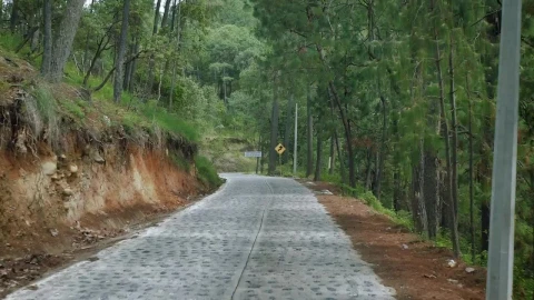 Free Stock Video Walking A Path That Crosses A Dense Forest Live Wallpaper - Free Live Wallpaper
