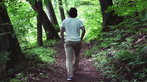 Free Stock Video Walk Through A Forest With A Lot Of Vegetation Live Wallpaper - Free Live Wallpaper