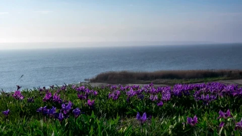 Free Stock Video Violet Wildflowers Moving In The Wind Live Wallpaper - Free Live Wallpaper