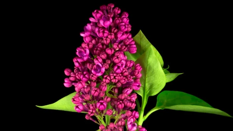 Free Stock Video Violet Liliac Opening Flower Live Wallpaper - Free Live Wallpaper