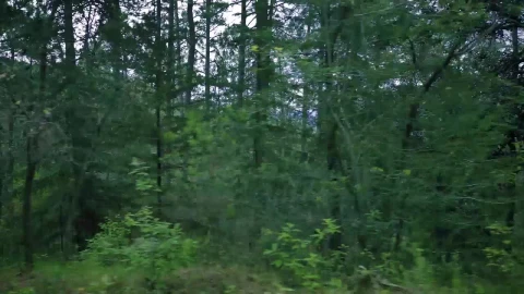 Free Stock Video View To The Trees Of A Dense Forest On A Live Wallpaper - Free Live Wallpaper