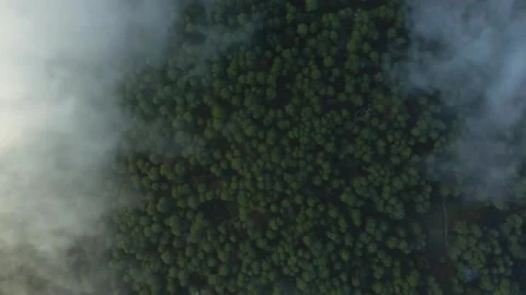Free Stock Video View Above The Clouds That Cover A Large Forest Smalllive Wallpaper - Free Live Wallpaper