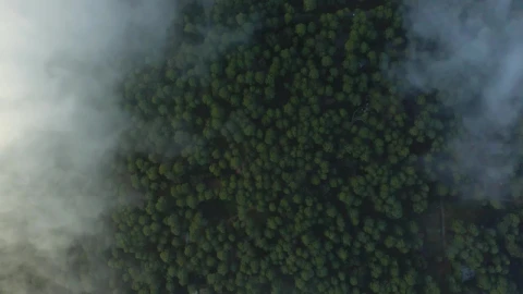 Free Stock Video View Above The Clouds That Cover A Large Forest Live Wallpaper - Free Live Wallpaper