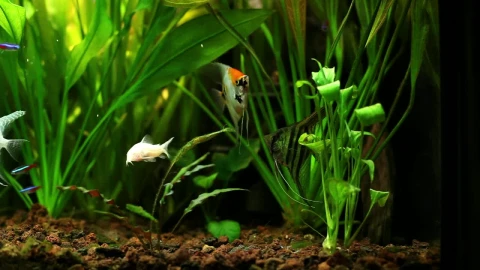 Free Stock Video Various Fish Swimming In A Fishbowl Live Wallpaper - Free Live Wallpaper
