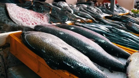 Free Stock Video Variety Of Fresh Fish In The Market Live Wallpaper - Free Live Wallpaper