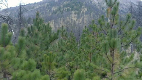 Free Stock Video Types Of Trees In A Forest Live Wallpaper - Free Live Wallpaper