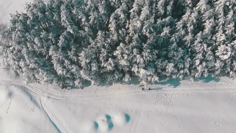 Free Stock Video Two People Walking Along The Winter Forest Live Wallpaper - Free Live Wallpaper