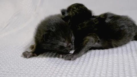 Free Stock Video Two Newborn Black Cats Live Wallpaper - Free Live Wallpaper