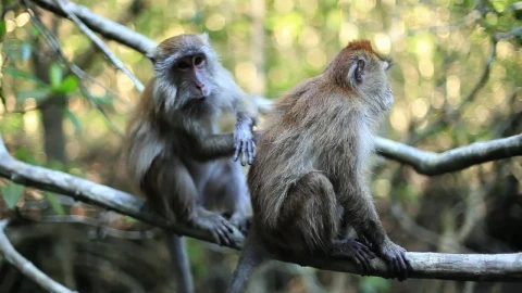 Free Stock Video Two Monkeys On A Tree In The Jungle Live Wallpaper - Free Live Wallpaper