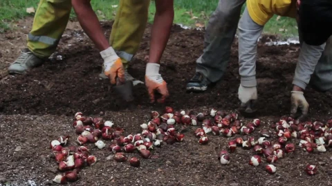 Free Stock Video Two Men Sowing Seeds In The Ground Live Wallpaper - Free Live Wallpaper