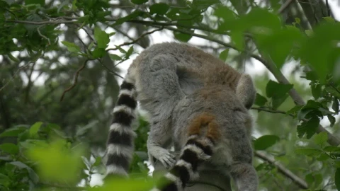 Free Stock Video Two Lemurs Above The Trees In Nature Live Wallpaper - Free Live Wallpaper