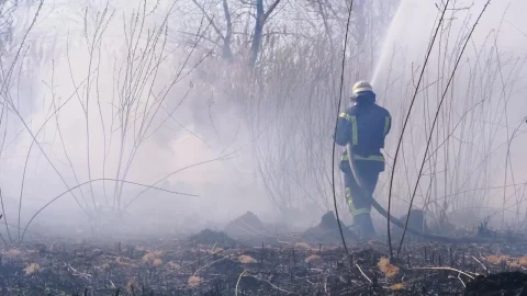 Free Stock Video Two Firefighters Distinguishing Forest Fire Live Wallpaper - Free Live Wallpaper