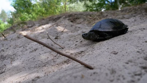 Free Stock Video Turtle Walks Towards The Sea On The Beach Live Wallpaper - Free Live Wallpaper