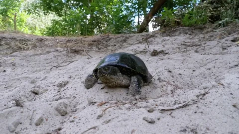 Free Stock Video Turtle Walks On The Sand Of A Beach Live Wallpaper - Free Live Wallpaper