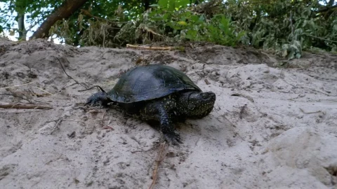 Free Stock Video Turtle Walking On The Sand Near The Beach Live Wallpaper - Free Live Wallpaper