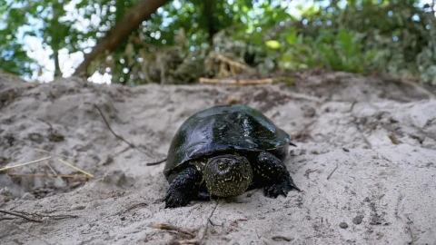 Free Stock Video Turtle Walking Slowly In The Sand Live Wallpaper - Free Live Wallpaper