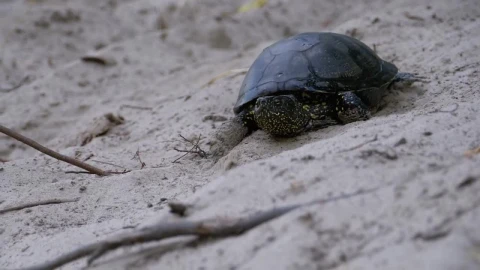 Free Stock Video Turtle Walking On The Beach Slowly Live Wallpaper - Free Live Wallpaper