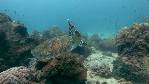 Free Stock Video Turtle Swimming Quietly On A Reef Live Wallpaper - Free Live Wallpaper