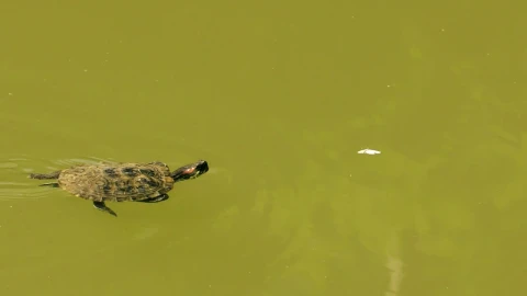 Free Stock Video Turtle Swimming In A Pond Of Greenish Water Live Wallpaper - Free Live Wallpaper
