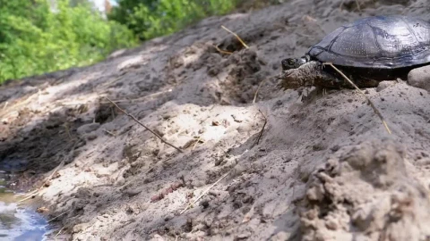Free Stock Video Turtle Getting Into A River Live Wallpaper - Free Live Wallpaper
