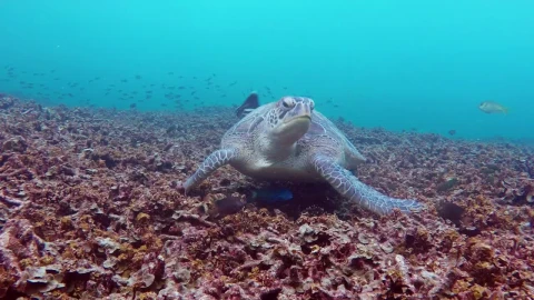 Free Stock Video Turtle Feeding On The Bottom Of The Sea Live Wallpaper - Free Live Wallpaper