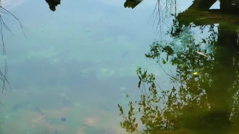 Free Stock Video Turtle Family On A Log In The Lake Live Wallpaper - Free Live Wallpaper